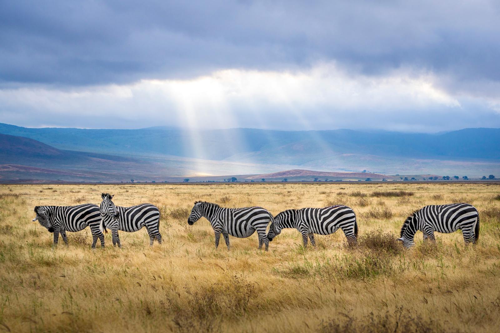 A group of zebras on the plain as sunlight breaks through the clouds — the zebra is the symbol of the rare-disease and EDS community.