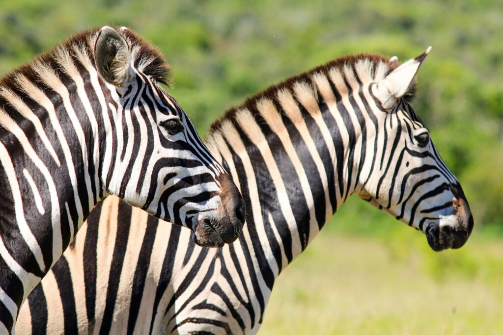 zebra wildlife savanna article 1.jpg